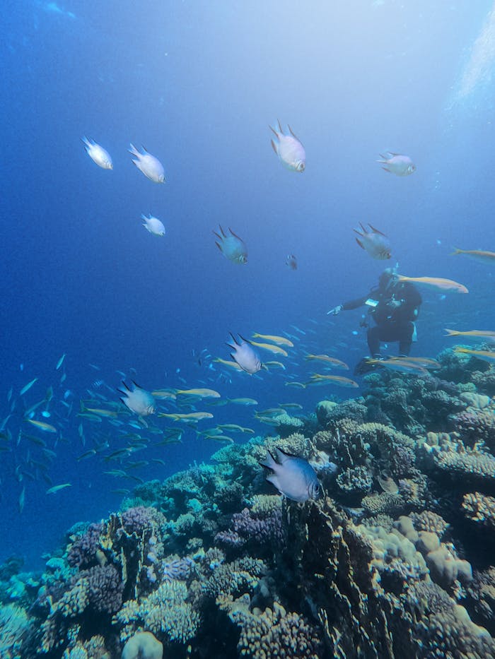 gallery-5 Vibrant underwater scene with scuba diver exploring coral reef and colorful fish in South Sinai, Egypt.