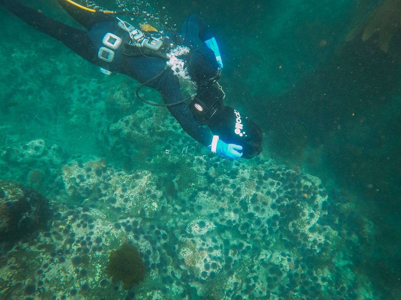 Scuba diver explores vibrant coral reef underwater, capturing aquatic adventure.